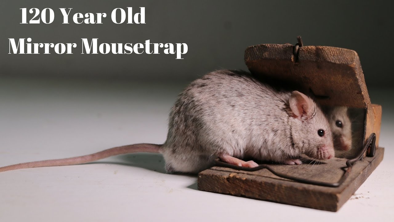 mousetrap #mousehunter #fyp #foryou #foryoupage #tiktok #viral #trap , the_official_hunt_