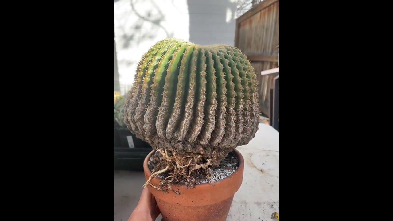 HUGE HUGE Echinocactus Grusonii weirdo alert Live Rare Imported Succulent Cactus