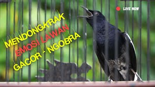 Pancingan Suara Kacer Bikin Emosi! Cocok Untuk Kacer Yang Susah ON Lambat Panas
