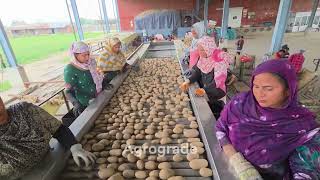 Potato Grading Machine for Santana | No Damage to Elongated Potatoes | Agrograde Radial Plus Potato Grading Machine for Santana | No Damage to Elongated Potatoes | Agrograde Radial Plus