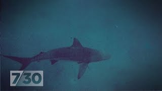 Two shark attacks re-ignite the debate about drum lines | 7.30