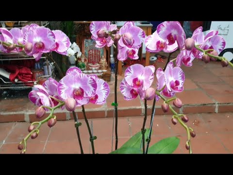 Video Hoa Lan Hồ Điệp / Orchid - Hướng dẫn cách sắp xếp hoa... - youtube