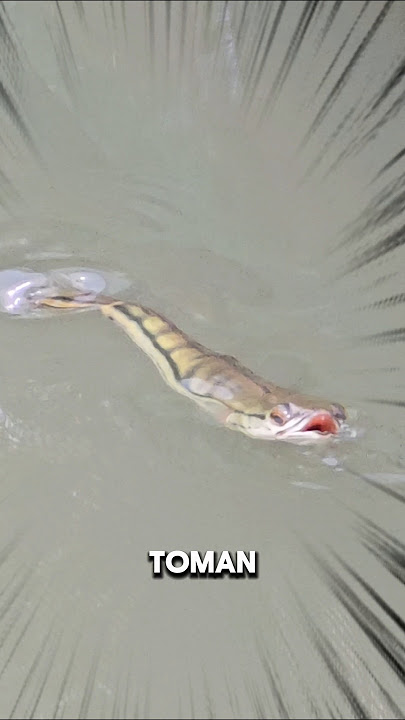 Download lagu UPDATE TOMAN‼️PENAMPAKAN BABY TOMAN SETELAH BANJIR‼️