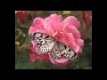 Instrumental & Lyrics; Pass Me Not Oh Gentle Savior