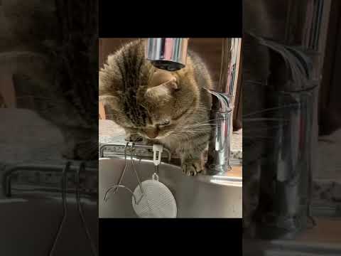 Смешной кот играет