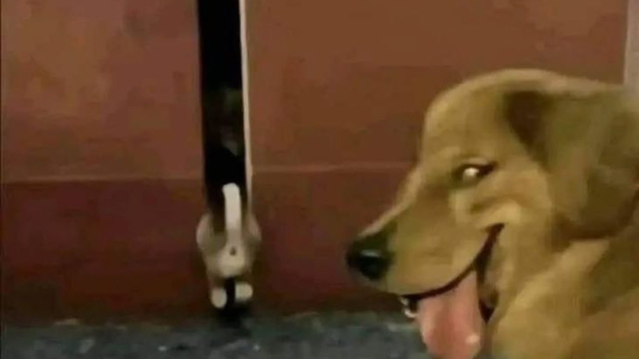 Random memes I permanently borrowed PT.1304