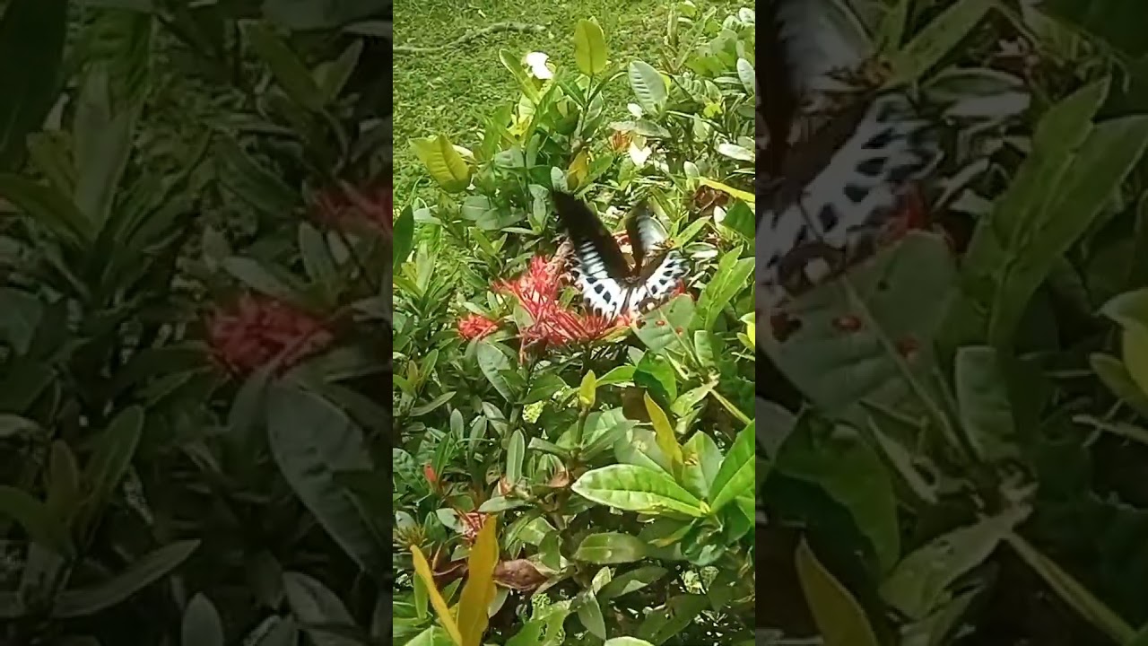 Beautiful butterfly 🦋🦋 Blue Mormon (Papilio polymnestor) 