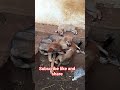 #dogfeeding #viralshort #petlovers #subscribemychannel #villagelife