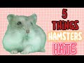 5 things hamsters HATE\\ Little Hammys\\