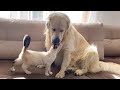 Golden Retriever and Kitten - Amazing Love!