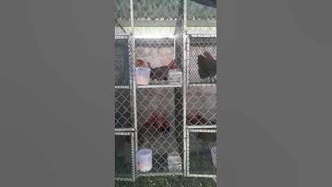 ntsuag lau qaib dib thiab me nyuam ntsuag lau qaib qus f1 coob kawg yog leej twg nyiam nug tau