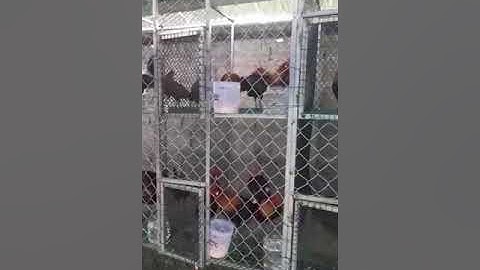 ntsuag lau qaib dib thiab me nyuam ntsuag lau qaib qus f1 coob kawg yog leej twg nyiam nug tau