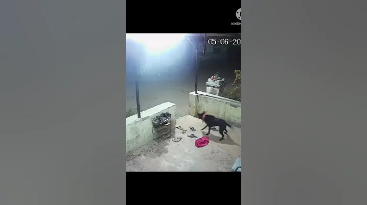 Leopard attacks a pet dog in Maharashtra's Nasik | Watch Shocking Video | Oneindia News *Viral - DayDayNews