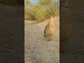 جنگلی تیتر سامنے آ کر بولی تیتر کی شکار ویڈیو مادی کی آواز جنگلی تیتر سامنے آ کر بولی تیتر کی شکار ویڈیو مادی کی آواز