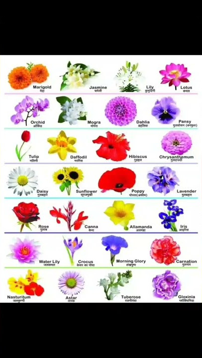 learn 💐 flowers name in ENGLISH with its HINDI meaning ll👍