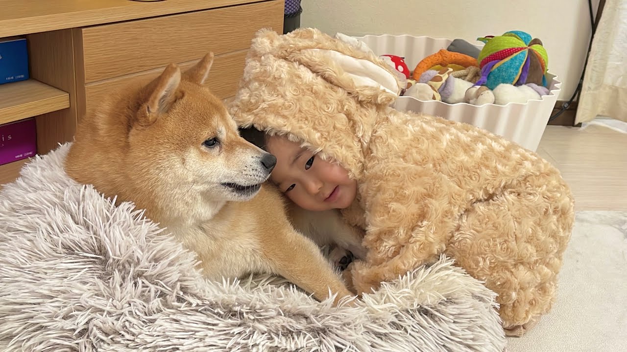 柴犬が好き Amazon.co.jp: 知能が高過ぎる柴犬と柴犬が好き過ぎる少年ロボット