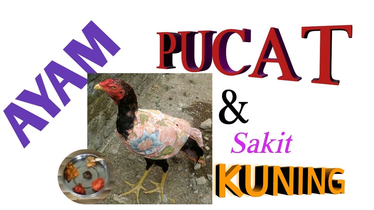 Tip Cara Mengobati Ayam Sakit Kuning dan Pucat.Ternak Hewan