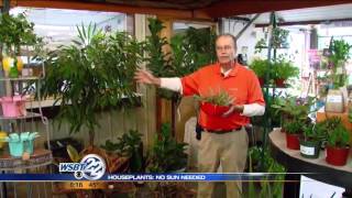 Green Thumbs: No sun needed houseplants