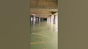 câu tôm dưới cảng cái cui mà dính cá thây ham luôn