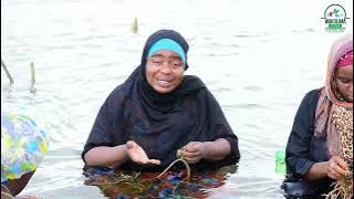 MUONEKANO WA MASHAMBA YA MWANI NA NAMNA YA KUPANDA MWANI BAHARINI.