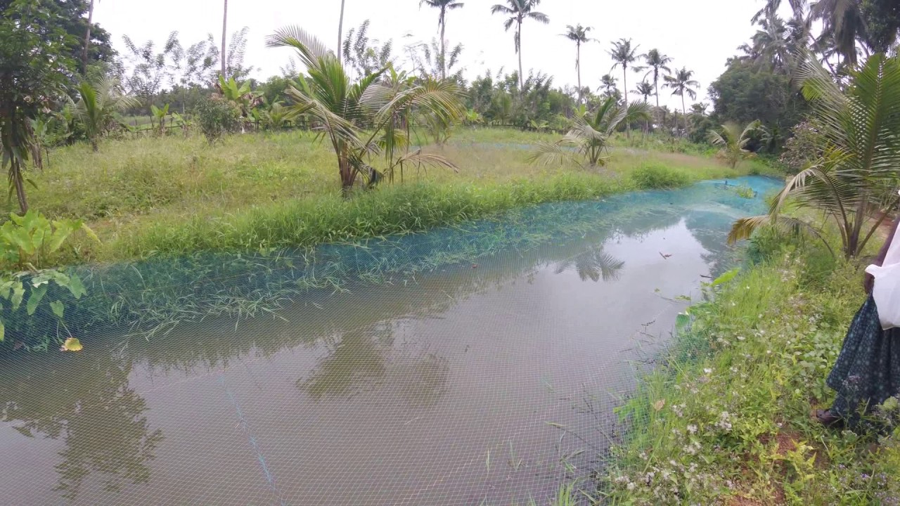 Fish Farming in Thrissur YouTube