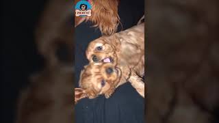 I'll eat your ears!! | Little puppy love by PTB My Pet 5 views 3 years ago 1 minute, 1 second