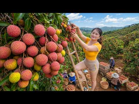 Harvesting 500kg of Lychees To Sell | The Truth About Selling This Fruit