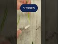 【芍薬を咲かす3つの方法】#shorts