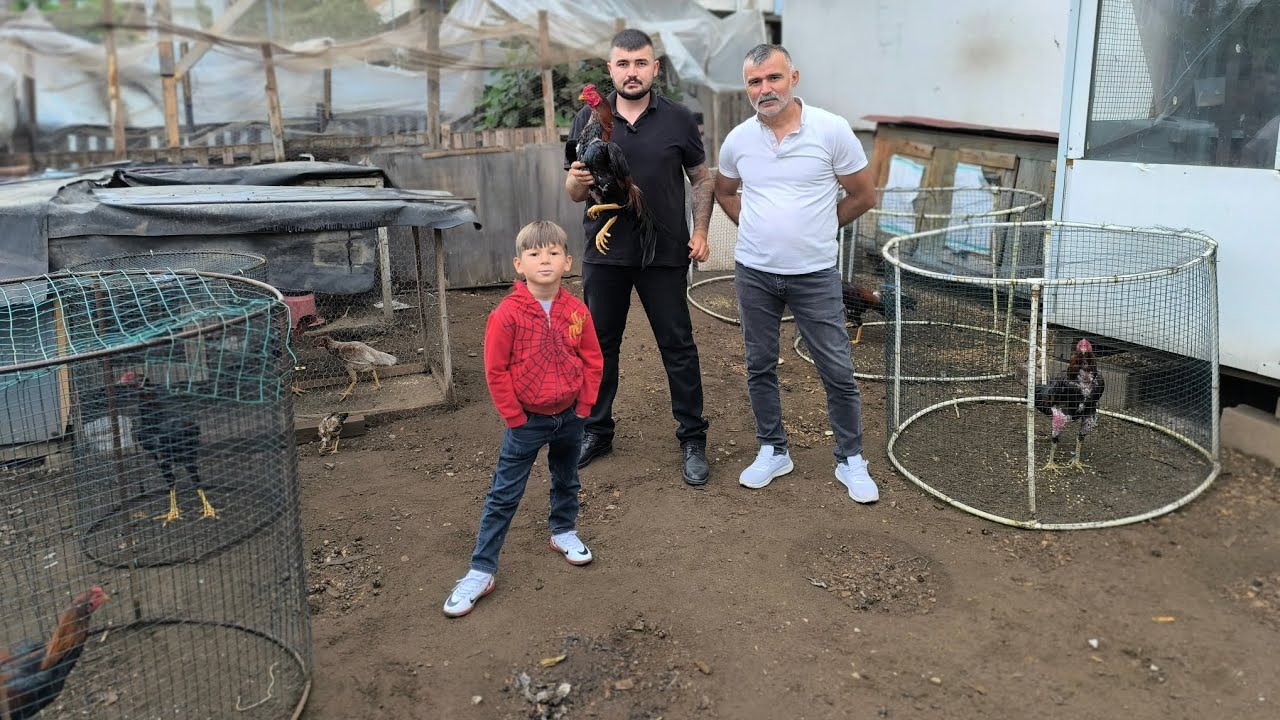 Ordu'da Bir Yiğit Horozcu Yiğit Bahar 'ı Ziyaret Ettik