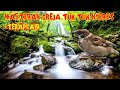 Masteran Greja Nyeret Terapi Gemercik Air Cocok Untuk Cendet Cucak Hijau Kacer Murai Pleci Mp3 - Mp4 Download