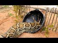 Awesome Big Snake Trap Using Cage Trap - How To Make Big Python Snake Trap Work 100%