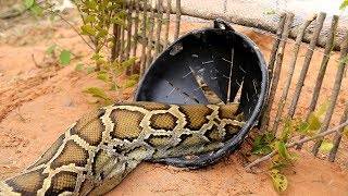 Awesome Big Snake Trap Using Cage Trap  How To Make Big Python Snake Trap Work 100%