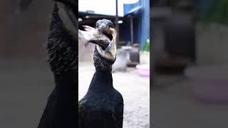 Great Cormorant Eats The Whole Fish Instantly
