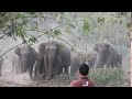 ช้างป่าทองผาภูมิ 0367 นิ่งสงบสยบช้างป่า