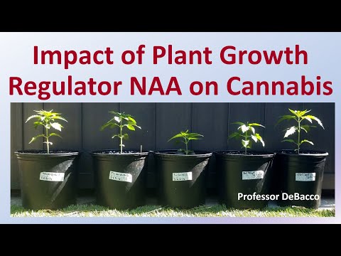 Impact of Plant Growth Regulator NAA on Cannabis
