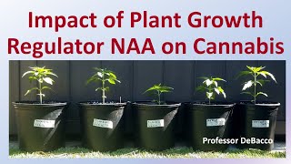 Impact of Plant Growth Regulator NAA on Cannabis