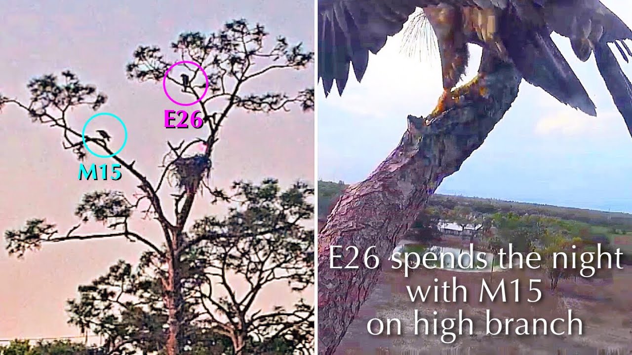 #293🦅E26🐥81-82°／SWFL Bald Eagle Nest 2025-2026／M15💗F23／Powerd by Southwest Florida Eagle Cam