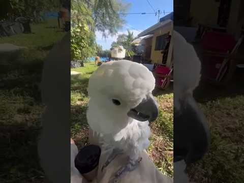 Dancing Parrot of Florida USA #travel #florida #usa #pet #nature