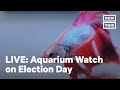 Election Day De-stress with Live Aquarium | LIVE | NowThis