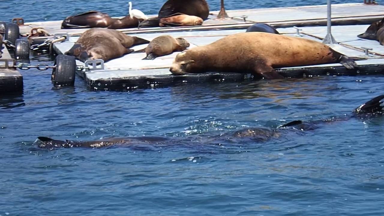 Sea Lions Playing in the San Diego Harbor SEAL Tour, San Diego