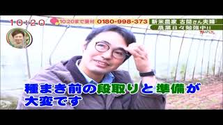 ホウレンソウの冬対策 ｜ 七花ファームダイアリー