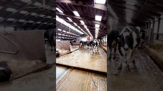 Amazing Modern Automatic Cow Farming Technology - Cleaning And Milking Machines #Farm #Cows #Farming