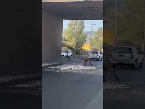 إنهيار جزء من الجسر الذي يربط مسلكي الأوتوستراد بين الهري و شكا على جانب الاوتوستراد باتجاه بيروت