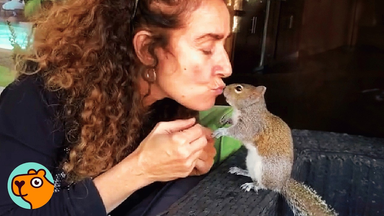 Wild Squirrel Still Visits Lady 7 Years After Rescue | Cuddle Buddies