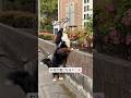 お花が気になるドニ🌸 #バーニーズマウンテンドッグ #大型犬
