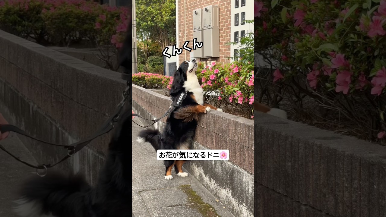 お花が気になるドニ🌸 #バーニーズマウンテンドッグ #大型犬