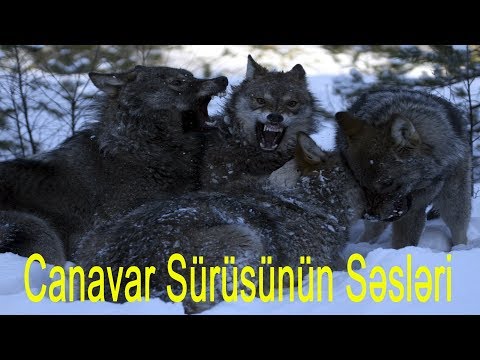 Dünyanın Ən Qorxulu 5 Canavar Sürüsünün Ulaması ( Kurt sesleri ) ( Wolves howl )