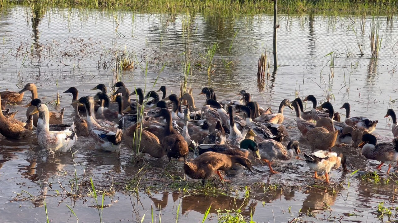 Ducks playing in the water will eat fish.