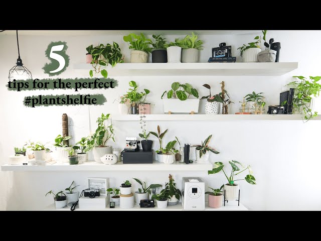 How To Decorate Your Plant Shelves! | 5 TIPS FOR COHESIVE AND BEAUTIFUL  SHELFIES - YouTube