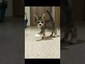 保護当時の子猫ここみ① 先輩猫がひき逃げ事故!? #shorts #cat #cute #memes #funny